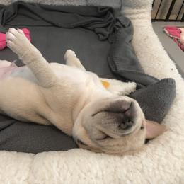 French Bulldog Puppies from Roughneck Frenchies