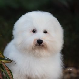 Coton de Tulear Puppies from Legacy Cotons