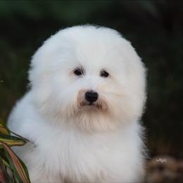 Coton de Tulear Puppies from Legacy Cotons