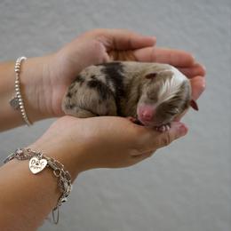 Dean - Red merle male Australian Shepherd puppy in Bertram, Texas from Ashley’s Australian Shepherds