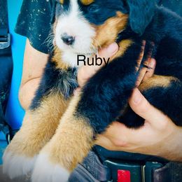 Ruby OFA - Black rust and white female Bernese Mountain Dog puppy in Strasburg, Ohio from Lois Allison