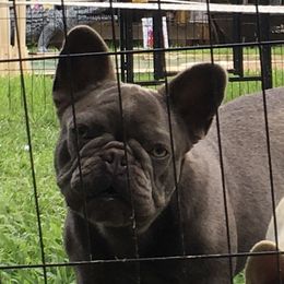 Lily - Liver French Bulldog puppy in Edgewood, Texas from French Bulldogs by Piper