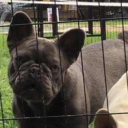 Lily - Liver French Bulldog puppy in Edgewood, Texas from French Bulldogs by Piper