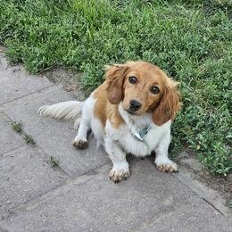 Daisy - Dachshund