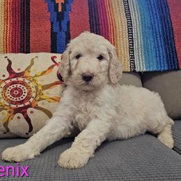 Poodle Puppies from Arizona's Once Upon A Boston and Poodle ❤️