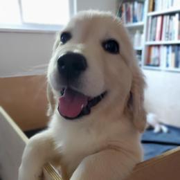 Sky Blue Collar - Light golden male Golden Retriever puppy in Sandy, Utah from Golden Meadows of Utah
