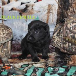 Labrador Retriever Puppies from Copper Creek Outfitters and Kennel