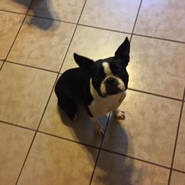 Doodle - Boston Terrier