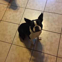 Doodle - Boston Terrier