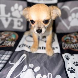 Hank - Black male Chihuahua puppy in Palmyra, Indiana from Country Star Chihuahuas