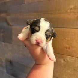 Iris - Fluffy Bluie Tri - Black and tan female American Corgi puppy in Anderson, California from Flying K Corgis