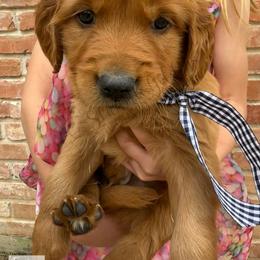 Monopoly Litter - Battleship (Boy - price in desc) - Dark golden male Golden Retriever puppy in Argyle, Texas from Skarlotte Goldens, LLC