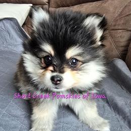 David - Black and white male Pomsky puppy in Zearing, Iowa from Short Creek Pomskies of Iowa