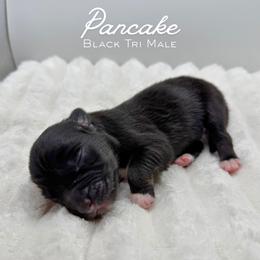 Pancake - Black tri-color male Australian Shepherd puppy in Fort Pierce, Florida from JS Aussies