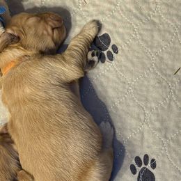 Orange - Golden male Golden Retriever puppy in Indianapolis, Indiana from ZuGolden Retrievers & Doodles