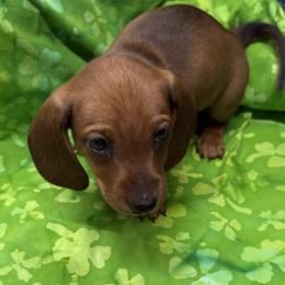 Red boy - Red male Dachshund puppy in Xenia, Ohio from Kuhbander Stable Llc