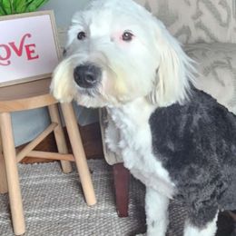 Lolipop - Sheepadoodle