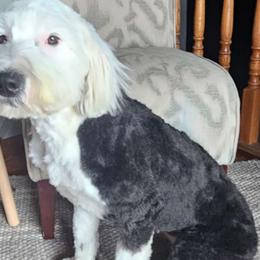Lolipop - Sheepadoodle