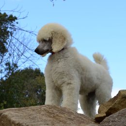 Poodle Puppies from D and D Standard Poodles
