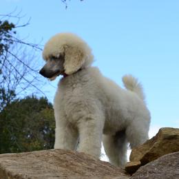 Poodle Puppies from D and D Standard Poodles