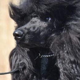 Poodles from Endeavor Standard Poodles