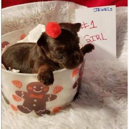 Not named - Chocolate and tan female Yorkshire Terrier puppy in Marion Station, Maryland from Anna's Yorkie Treasures