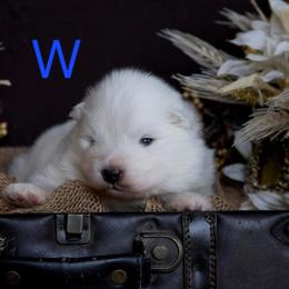 Blue boy - White male Samoyed puppy in Salem, Utah from Happy Valley Sammies