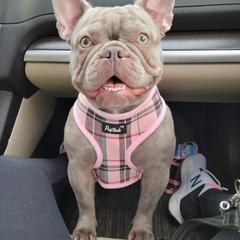 Franki - French Bulldog