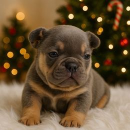 Lilac Tri Boy - Tricolors male French Bulldog puppy in Euless, Texas from Moki&Mello
