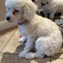 Taylor - White female Poodle puppy in Pueblo West, Colorado from Little Paws Poodles