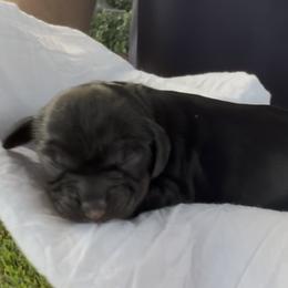Cocker Spaniel Puppies from Southern Sunset Cockers