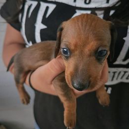 Kit kat - Red female Dachshund puppy in Riverside, California from Ohana_626_kennels