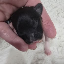Brandy - Red white and sable female Papillon puppy in Hollister, Missouri from Swan Creek Kennel