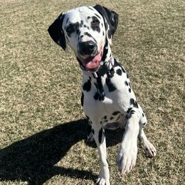 Delilah - Dalmatian
