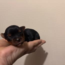Girl - Black and tan female Yorkshire Terrier puppy in Cornelia, Georgia from Kruz Kennels