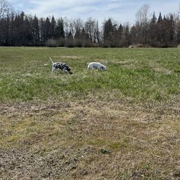 Dalmatian Puppies from Hallmark Dalmatians;