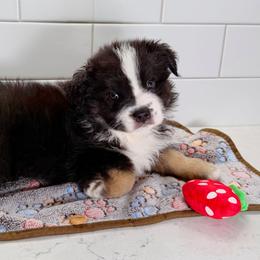 Blue Boy - Black tri male Miniature Australian Shepherd puppy in Newberry, Florida from Southern with Grace Mini Aussies