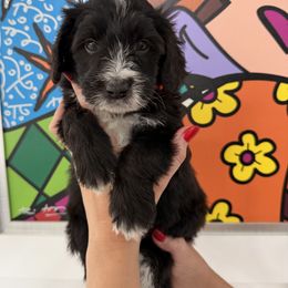 Double Doodle Puppies from Doodle lovers