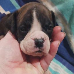 Girl 2 - Brindle female Boxer puppy in Shelbyville, Tennessee from Layne's Boxers