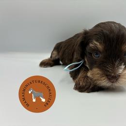 Kiwi - Liver female Miniature Schnauzer puppy in Phoenix, Arizona from Sabrina's Miniature Schnauzers