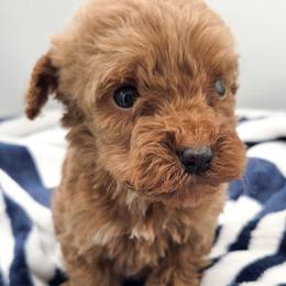 White - Caramel female Labradoodle puppy in Lexington Park, Maryland from SUNNY SIDE DOODLES