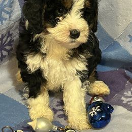 Girl 2 yellow collar, bow - Black and white female Bernedoodle puppy in Cody, Wyoming from Yellowstone Breeders