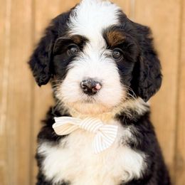 Mulligan - Boy 1 - Tri-color male Bernedoodle puppy in Bellville, Ohio from Bernedoodle Buddies