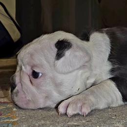 Boy 1 - Black and white male Boston Terrier puppy in Harrodsburg, Kentucky from Joey's Boston Terriers