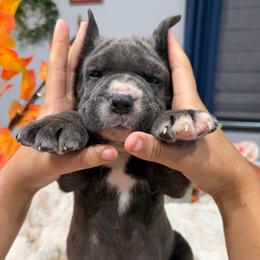Dark Green collar Male - Gray male Cane Corso puppy in St. Augustine, Florida from RG2 Cane Corsos