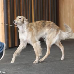 Cheese - Silken Windhound