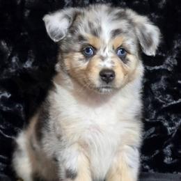 PS.BMF1 - Blue merle female Miniature Australian Shepherd puppy in Deer Lodge, Tennessee from KSH Aussie Haven