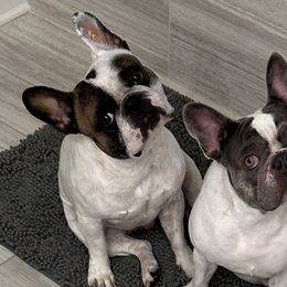 French Bulldogs from Christie Duhe