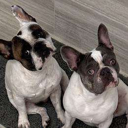 French Bulldogs from Christie Duhe