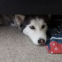 Siberian Huskies from Justins Huskies, Aluskies and Pomskis